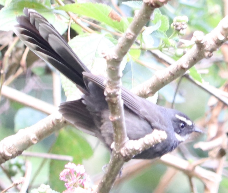 White-throated Fantail - ML623224243