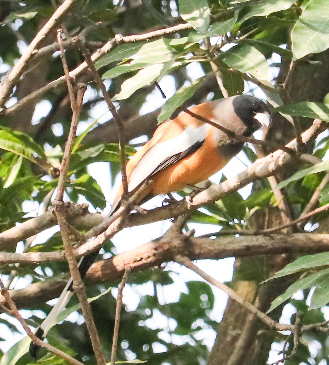 Rufous Treepie - ML623224248