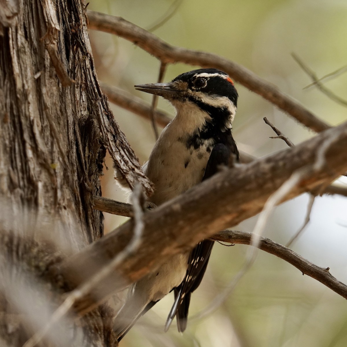 Hairy Woodpecker - ML623224277