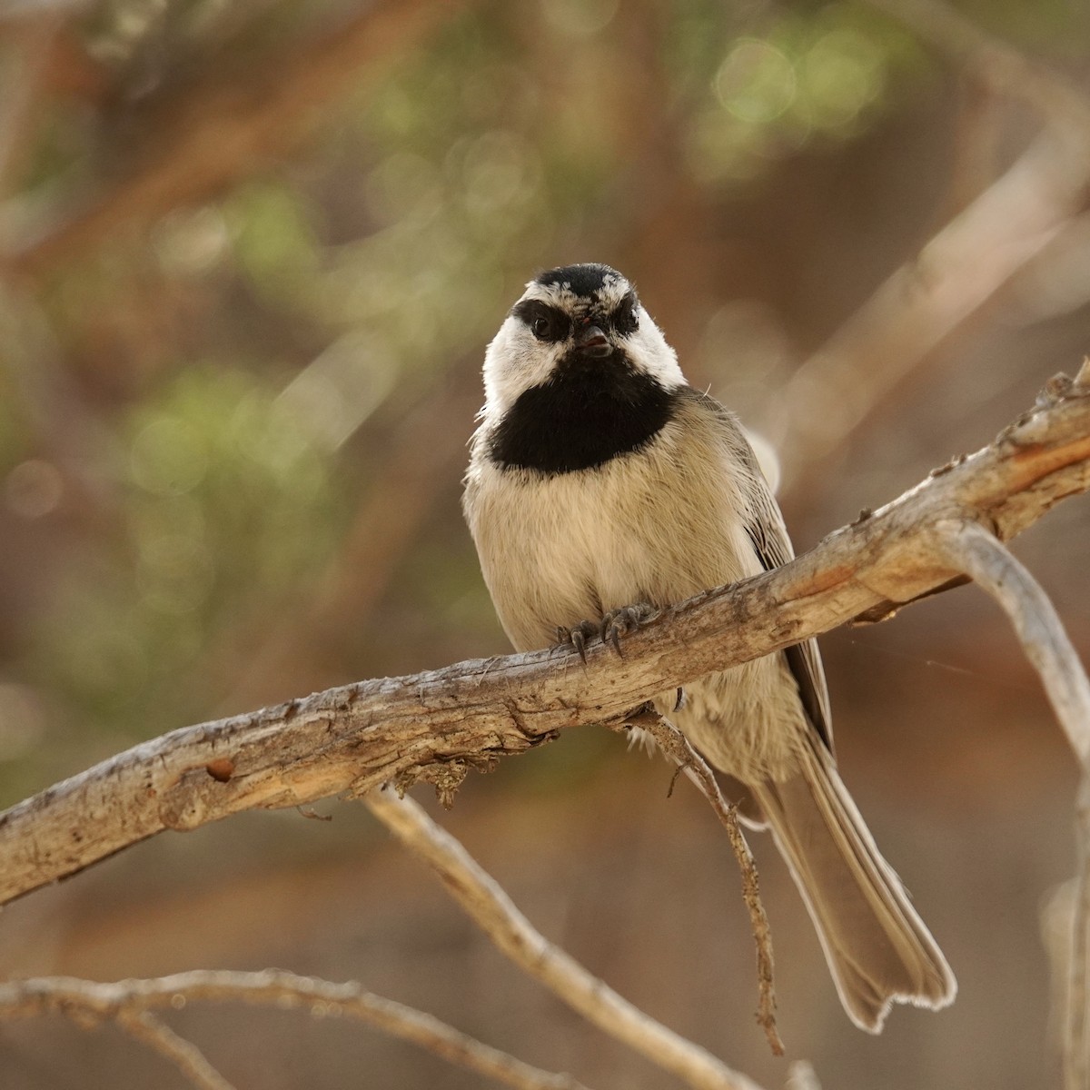 Mountain Chickadee - ML623224278