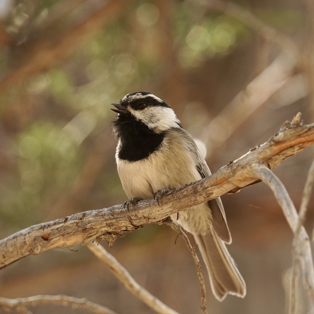 Mountain Chickadee - ML623224279