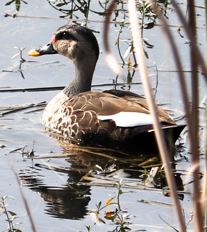 Indian Spot-billed Duck - ML623224296