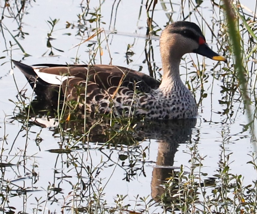 Indian Spot-billed Duck - ML623224297