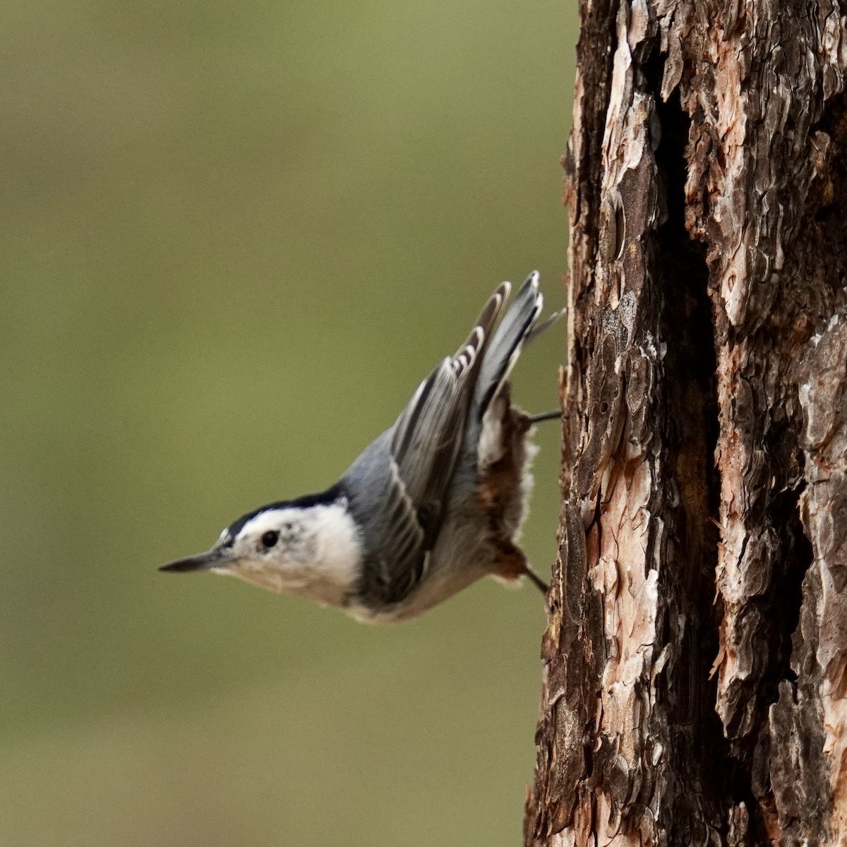 White-breasted Nuthatch - ML623224298