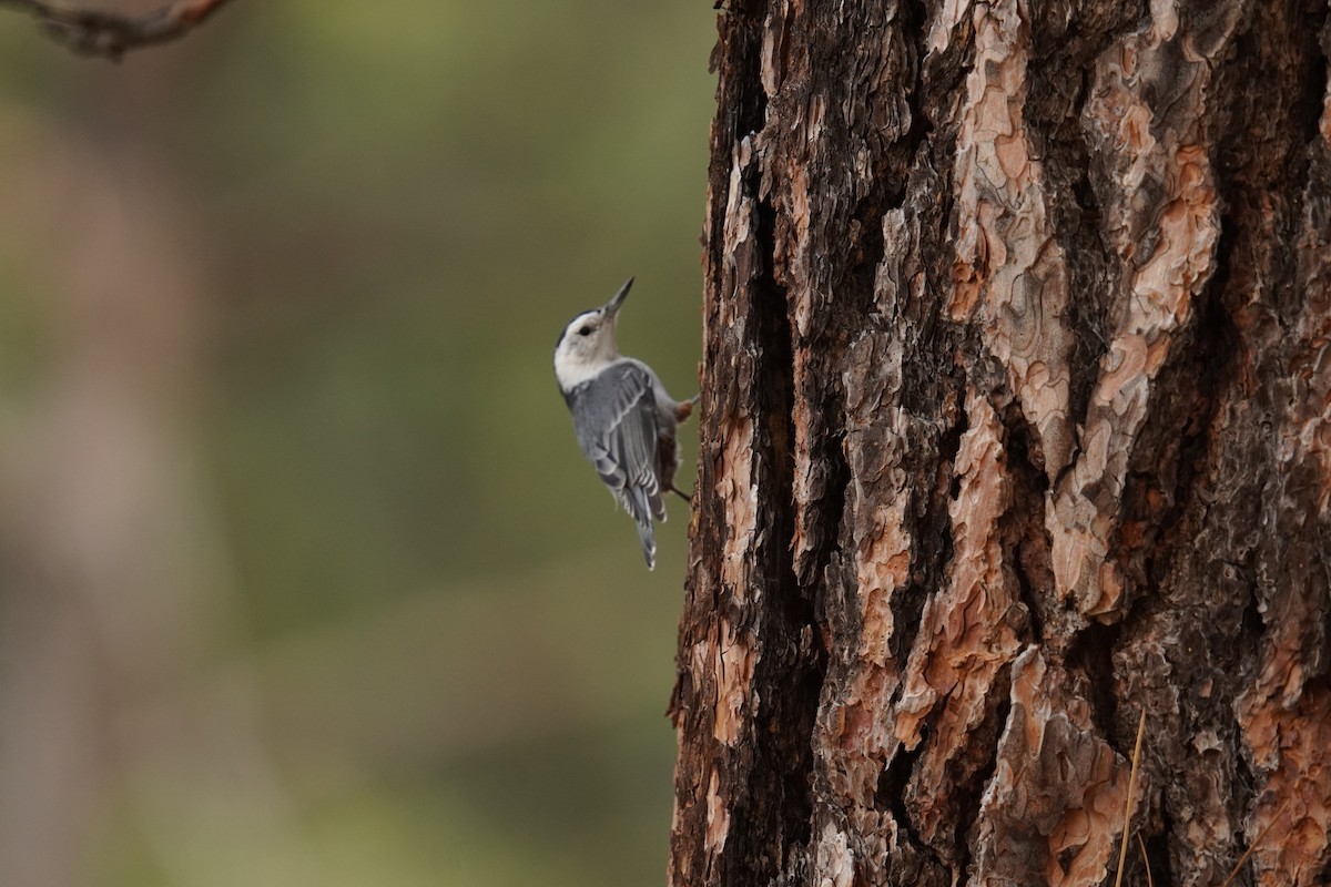 White-breasted Nuthatch - ML623224300