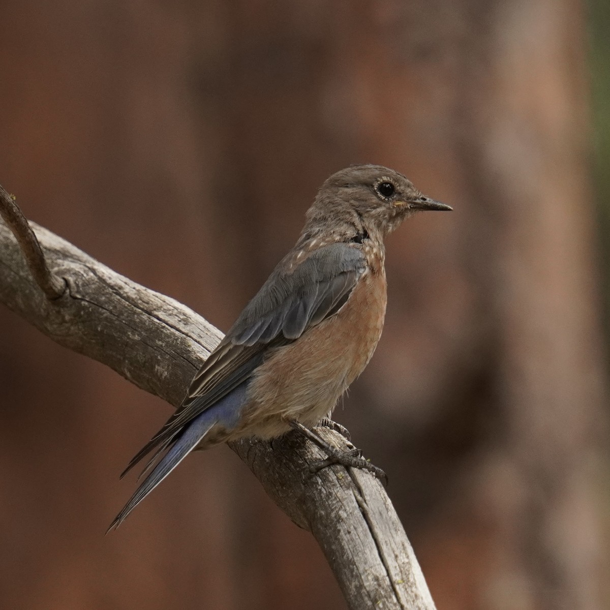 Western Bluebird - ML623224301