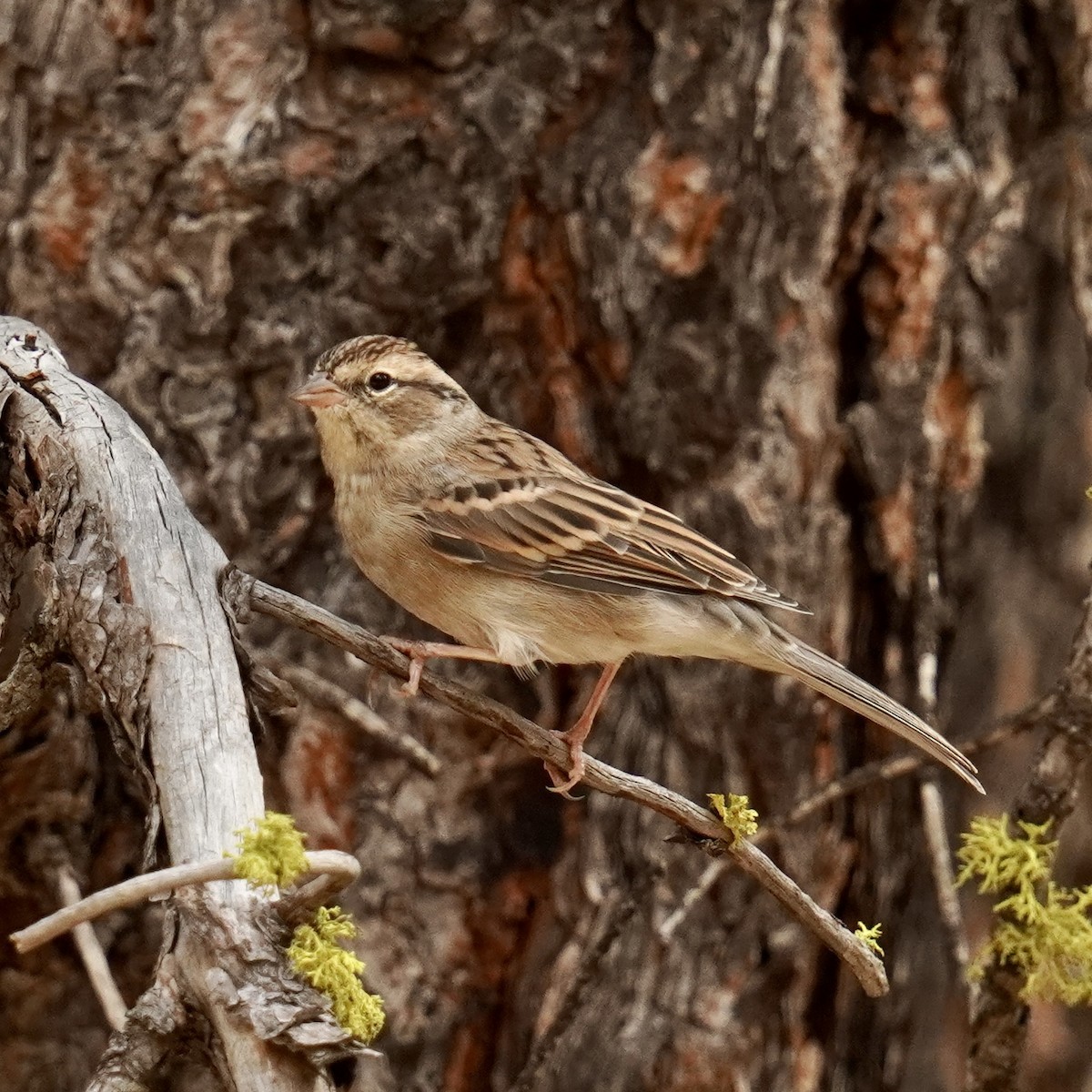 Chipping Sparrow - ML623224303