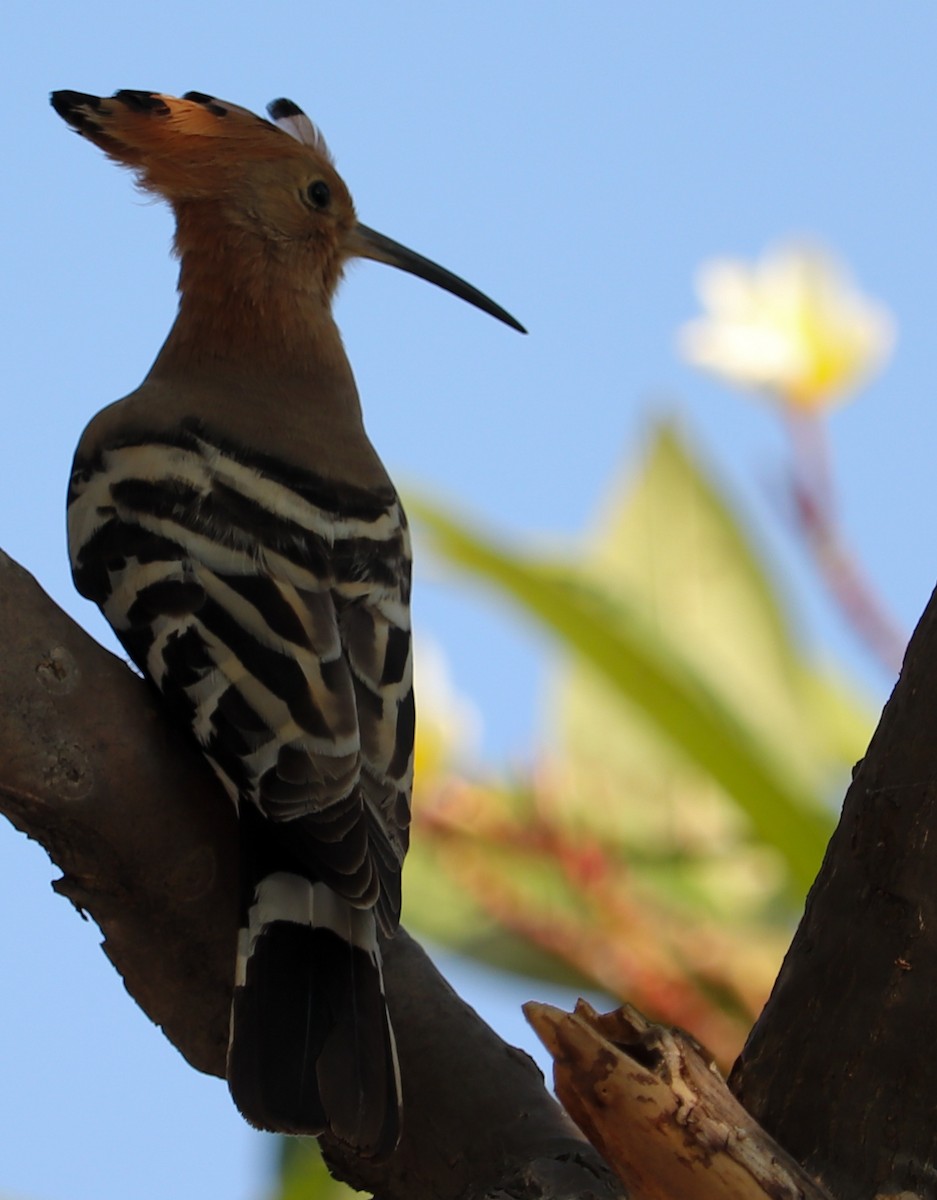 hærfugl - ML623224307