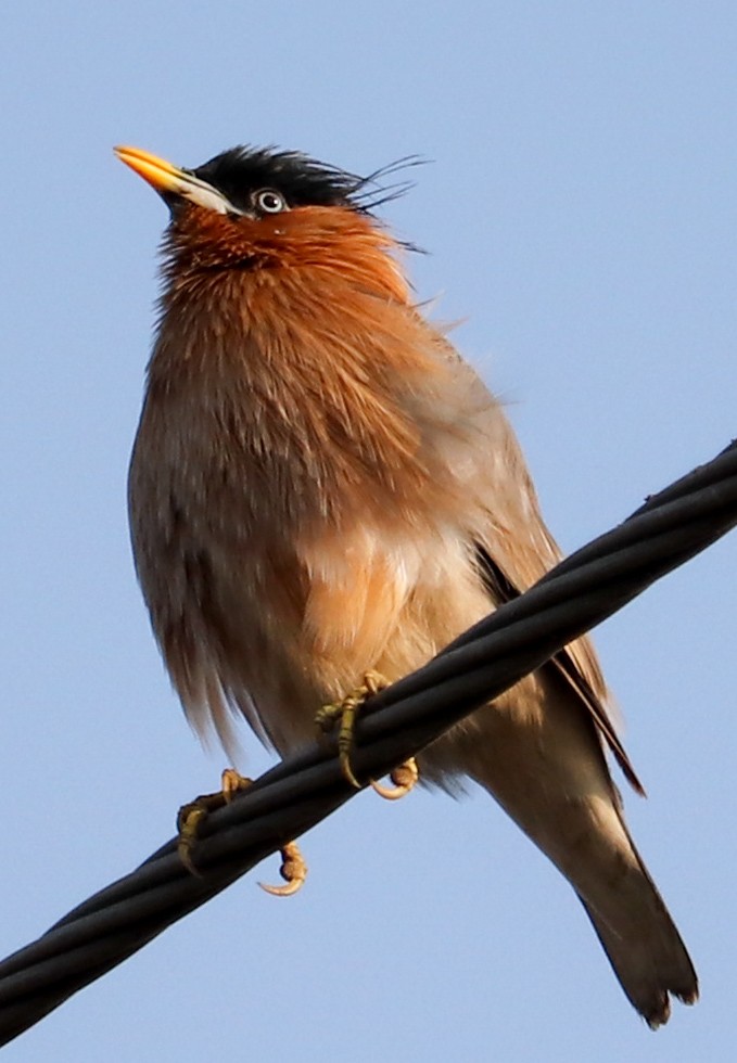 pagodestær - ML623224315