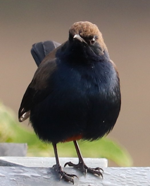 hinduskvett - ML623224316