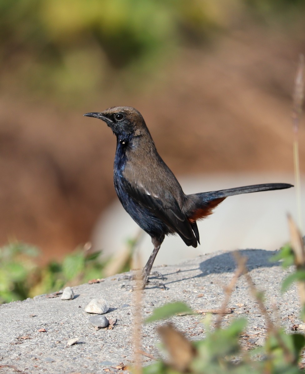 hinduskvett - ML623224317