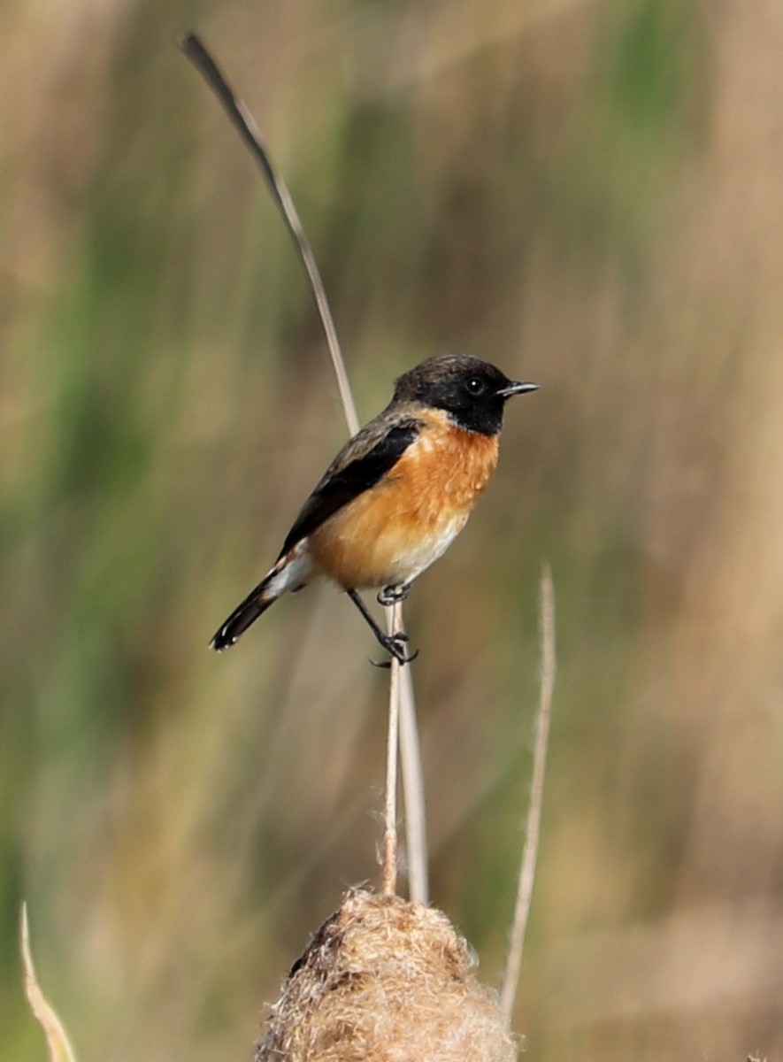 russesvartstrupe - ML623224319