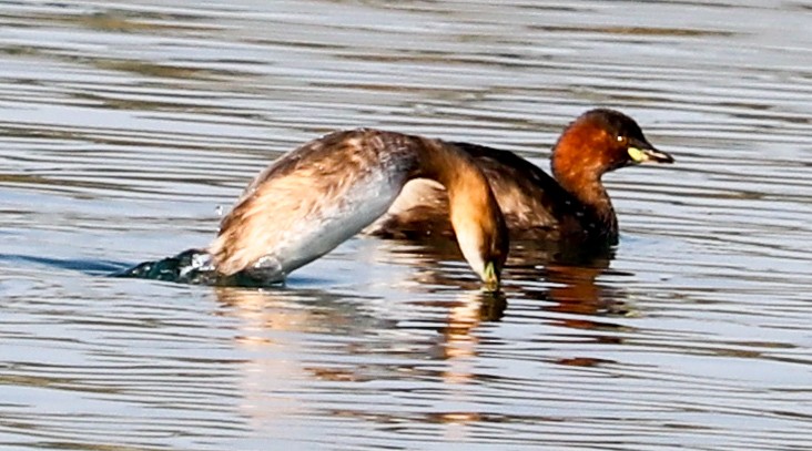 dvergdykker - ML623224321