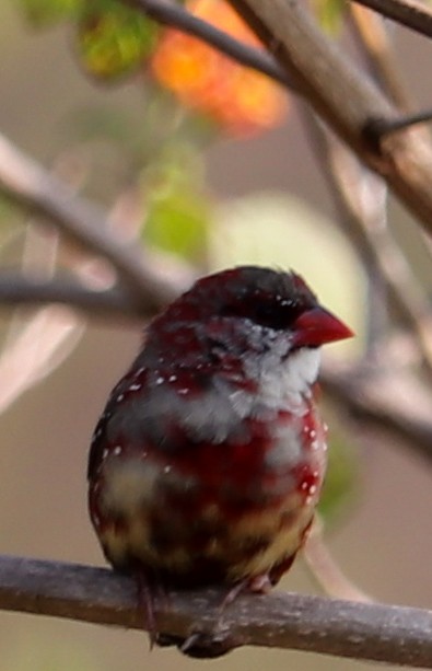 tigerastrild - ML623224323