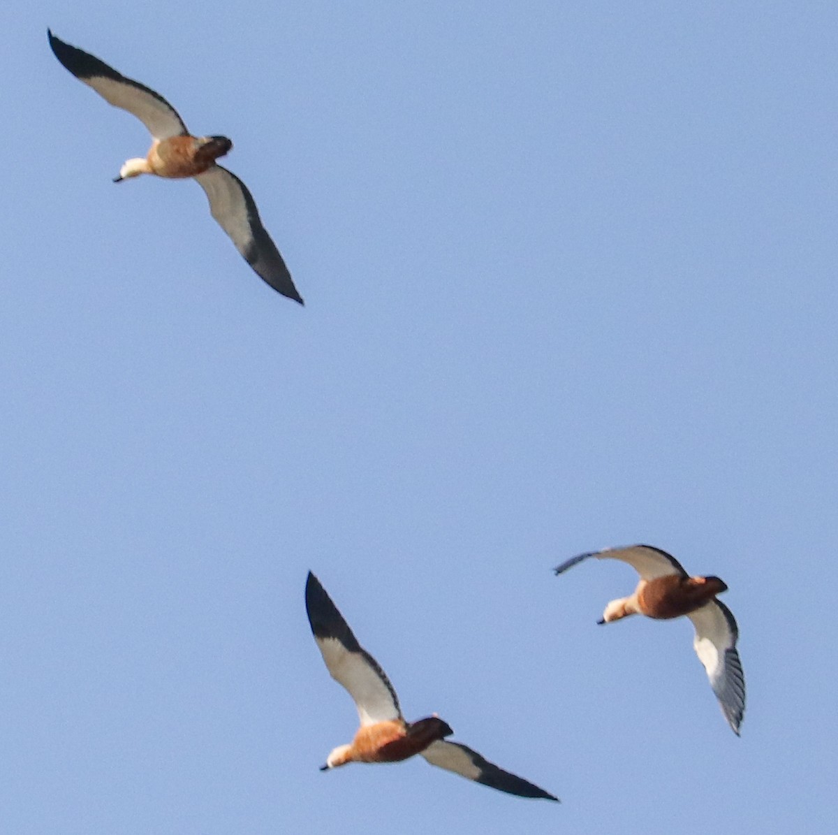 rustand - ML623224337