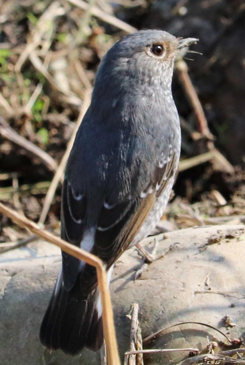 blyrødstjert - ML623224339