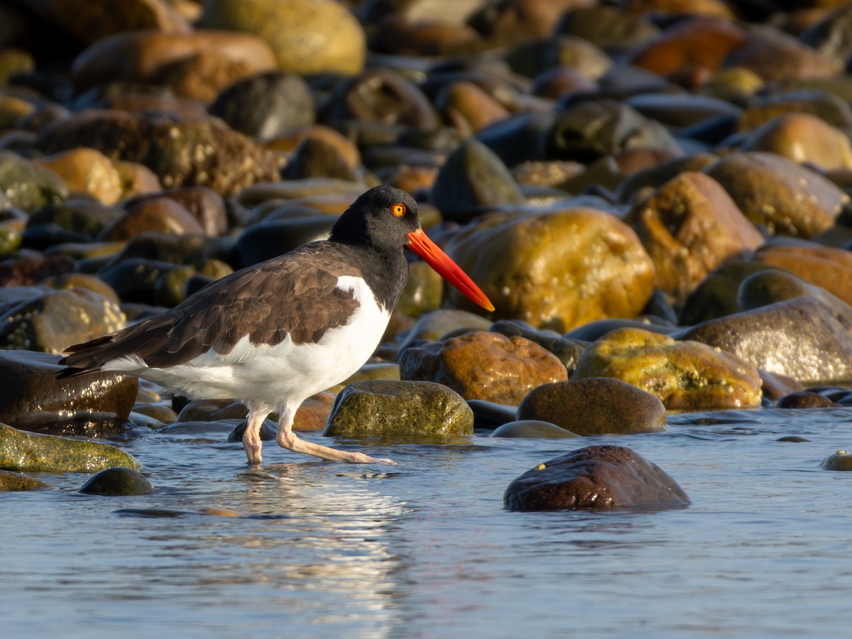 American Oystercatcher - Jessie Brazelton