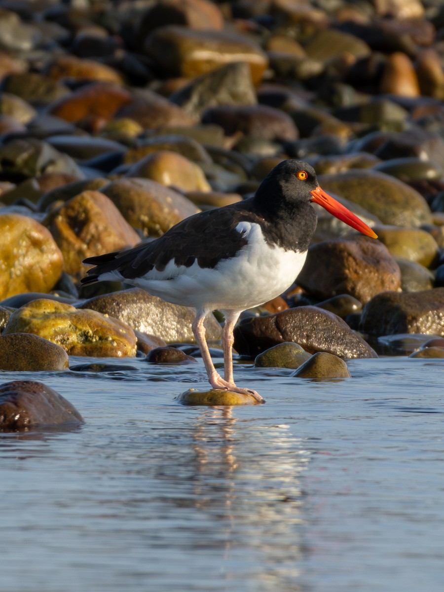 American Oystercatcher - Jessie Brazelton