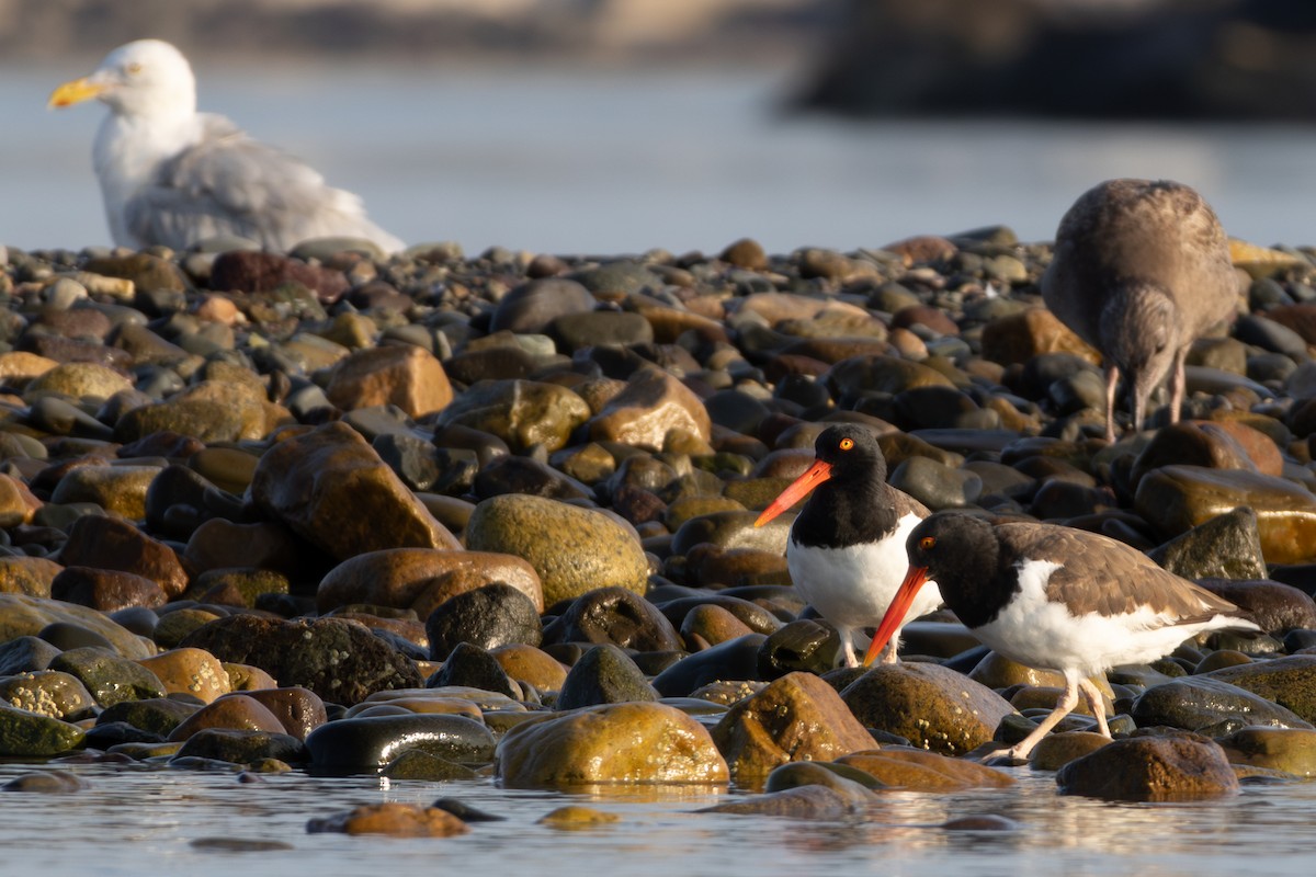 American Oystercatcher - Jessie Brazelton