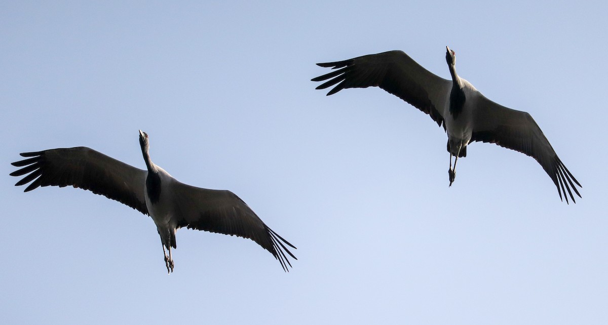 Demoiselle Crane - ML623224429