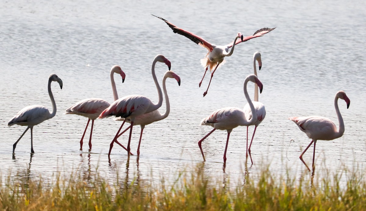 Greater Flamingo - ML623224473