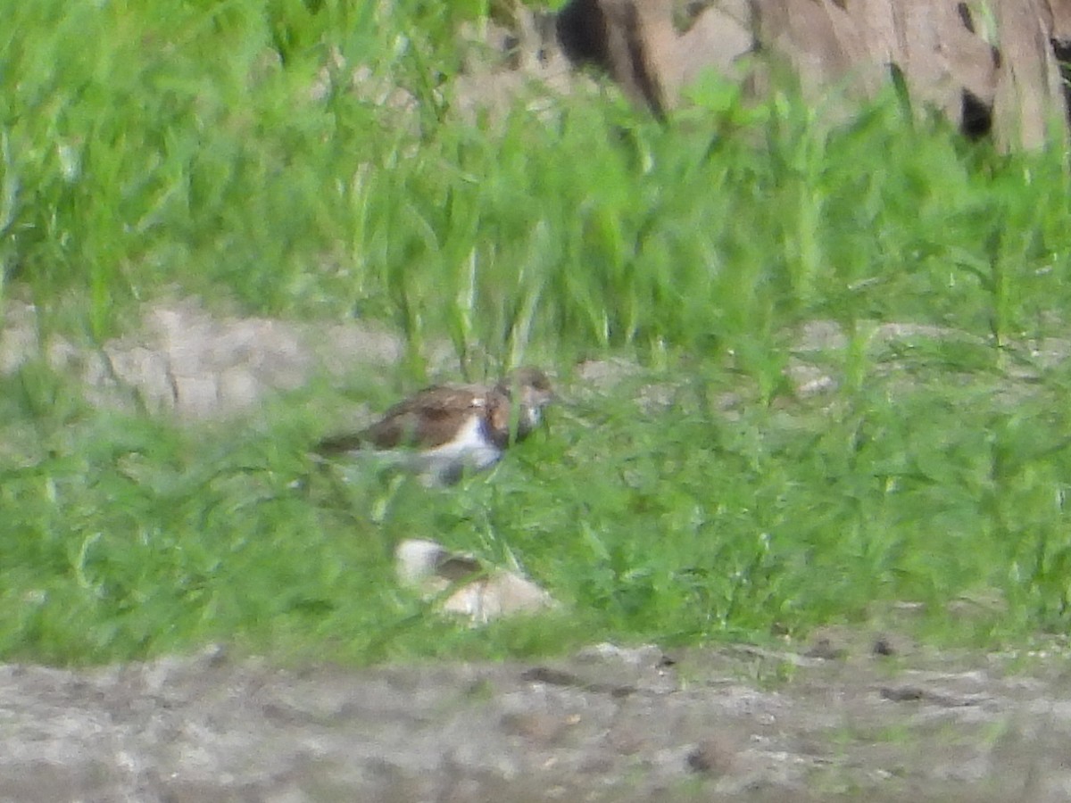 Ruddy Turnstone - ML623224474