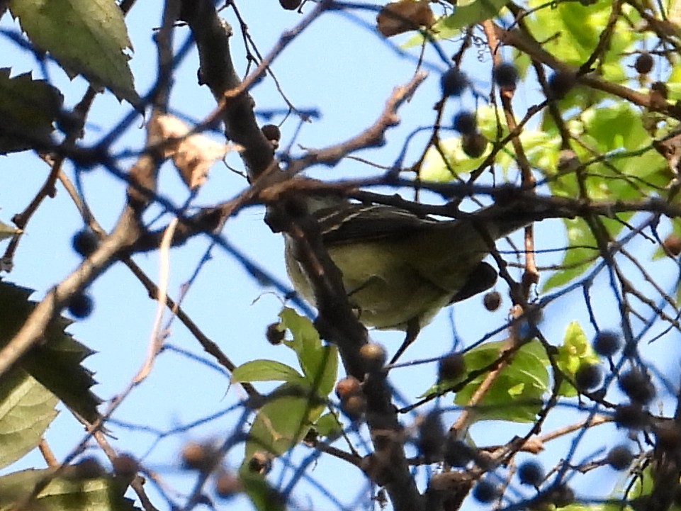 Empidonax sp. - ML623224495