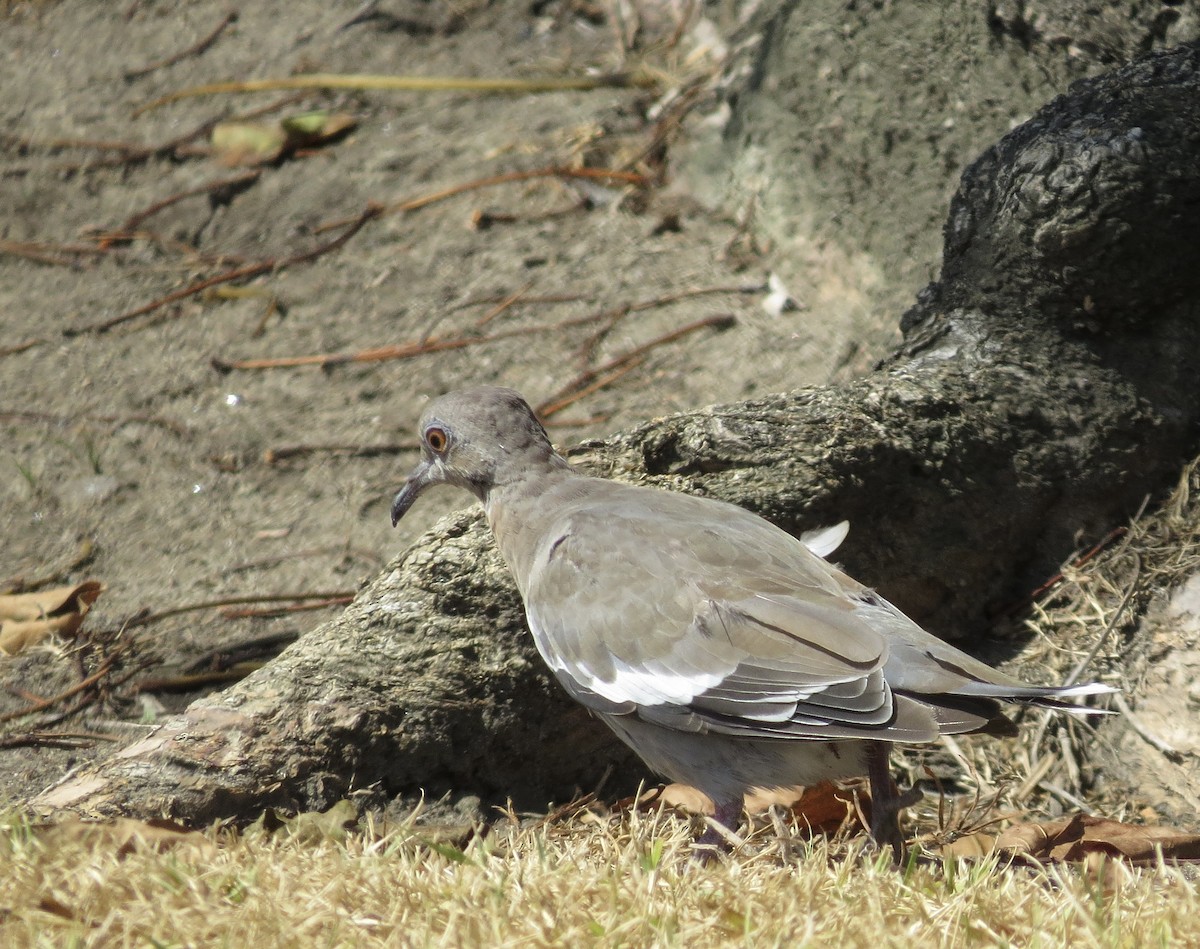 White-winged Dove - ML623224498