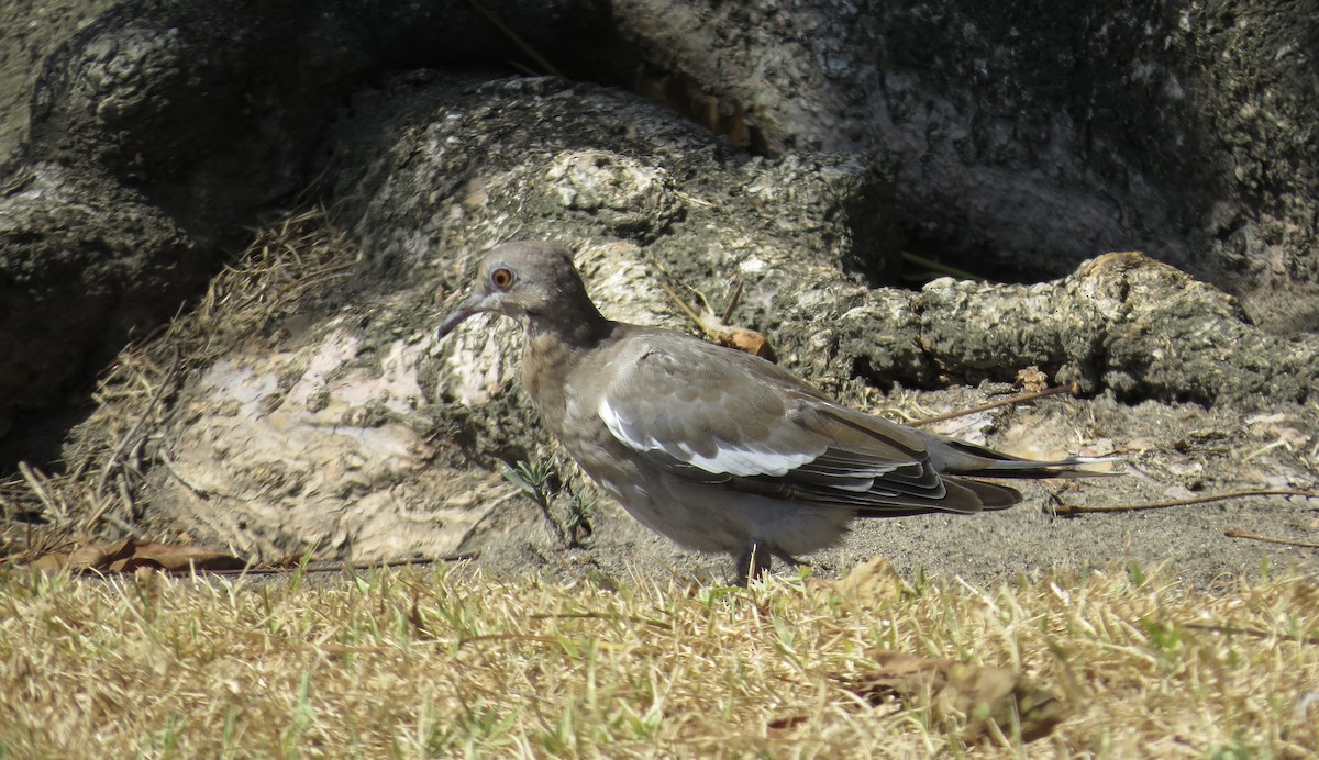 White-winged Dove - ML623224499