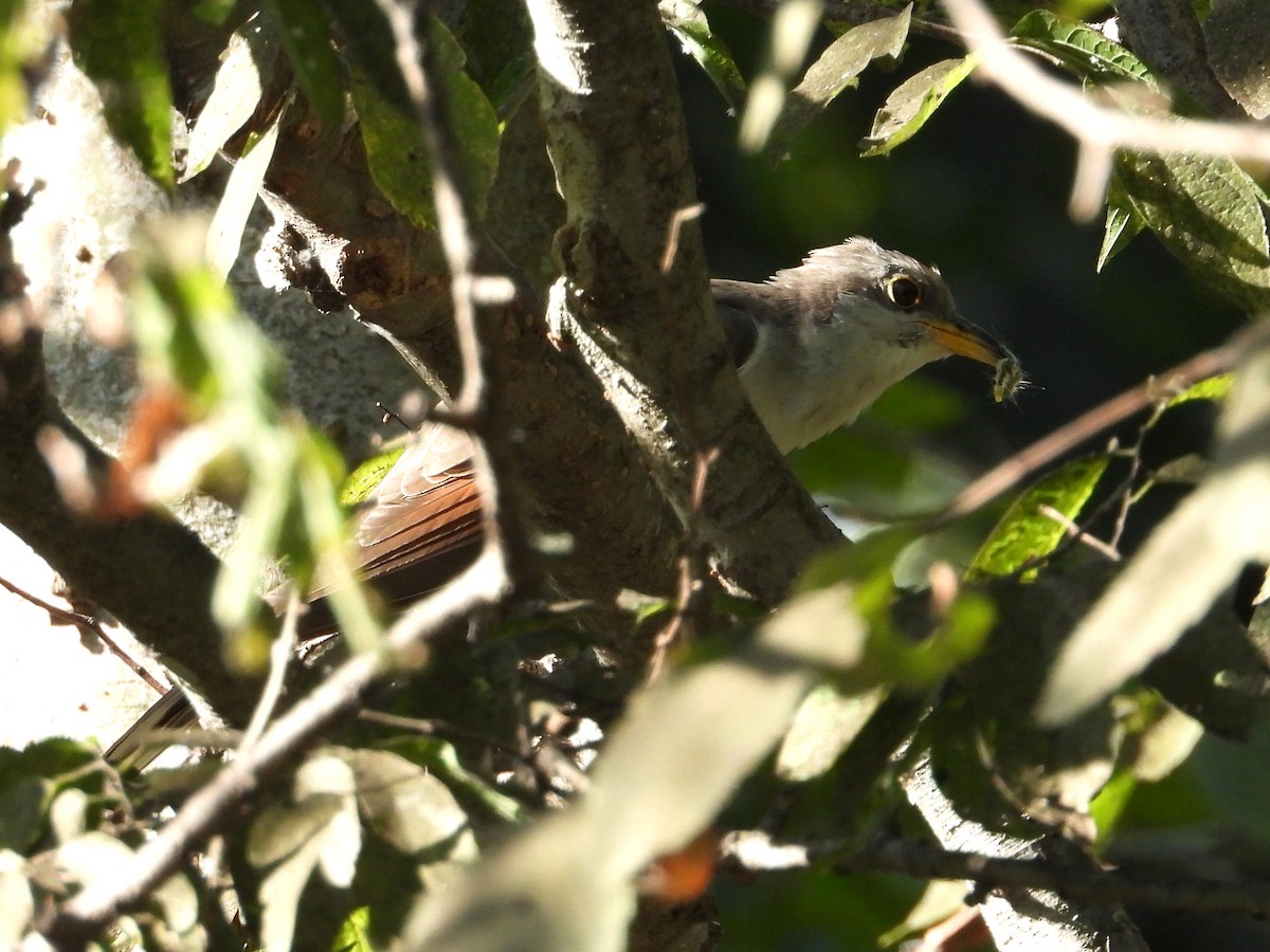 Yellow-billed Cuckoo - ML623224501