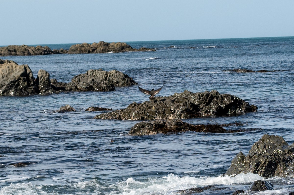 Variable Oystercatcher - ML623224550