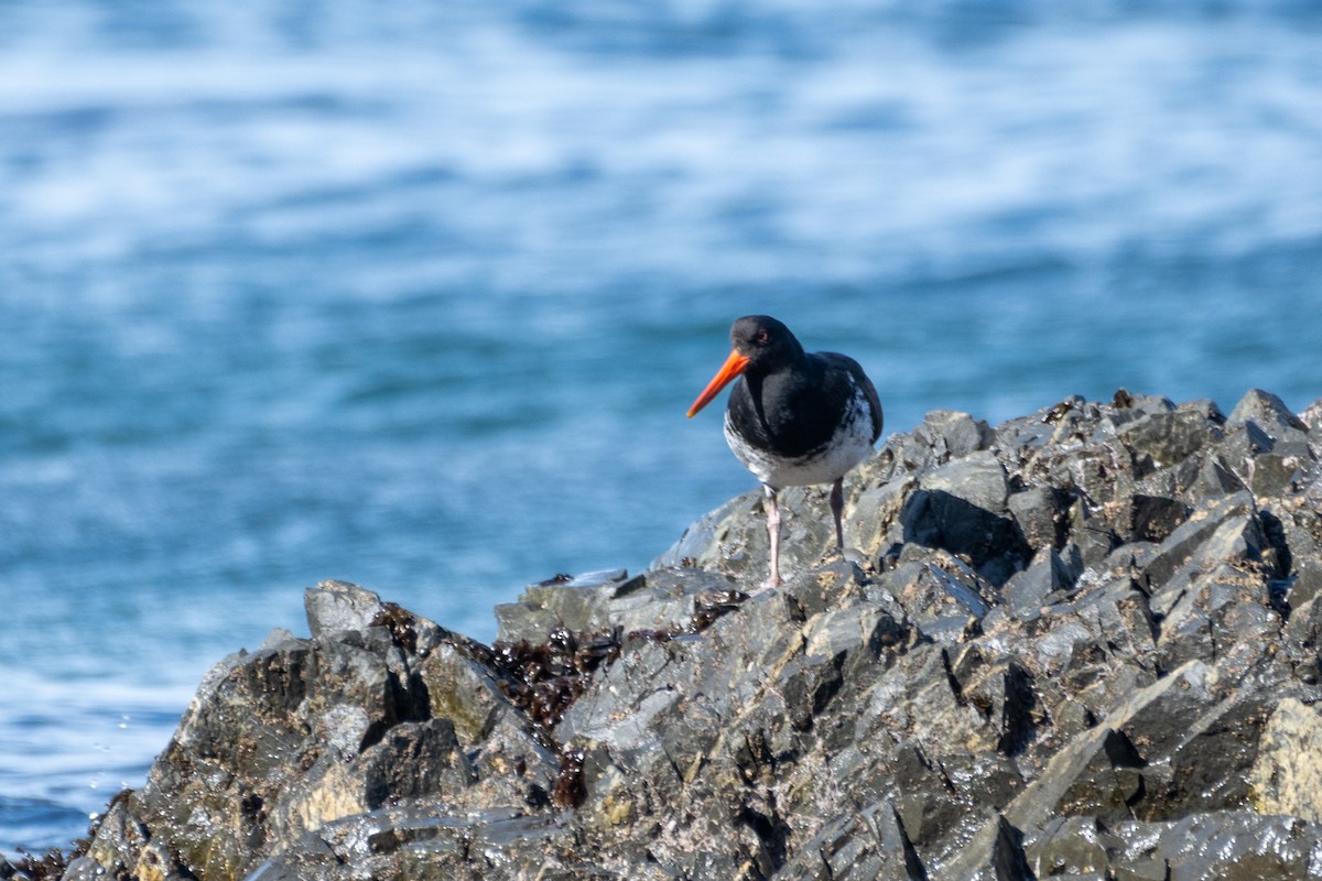 Variable Oystercatcher - ML623224551