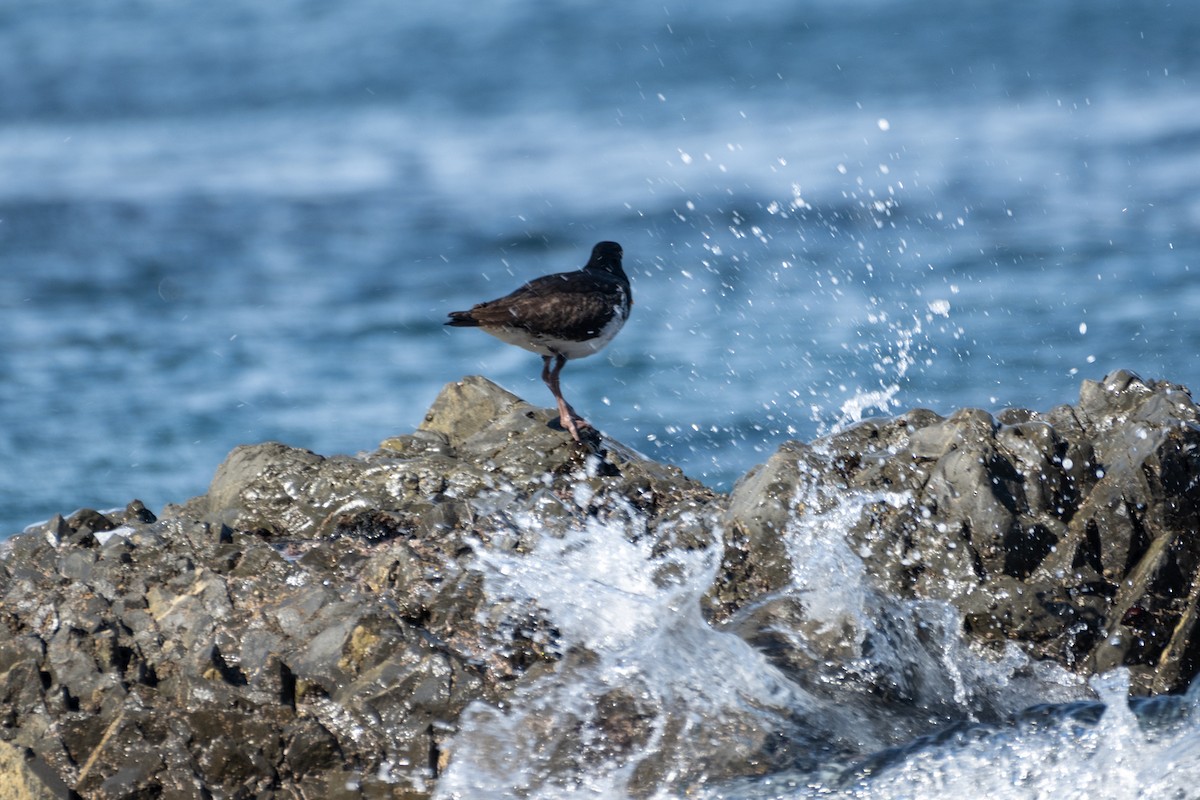 Variable Oystercatcher - ML623224552