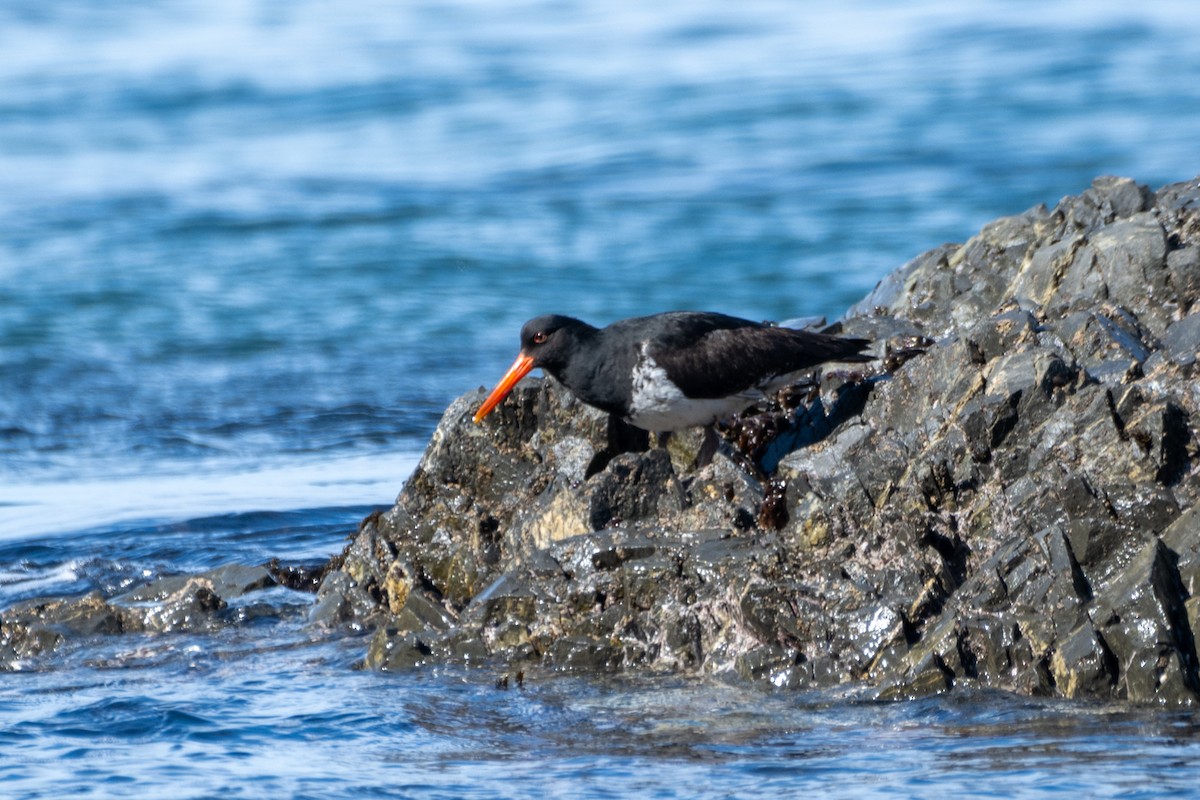 Variable Oystercatcher - ML623224553