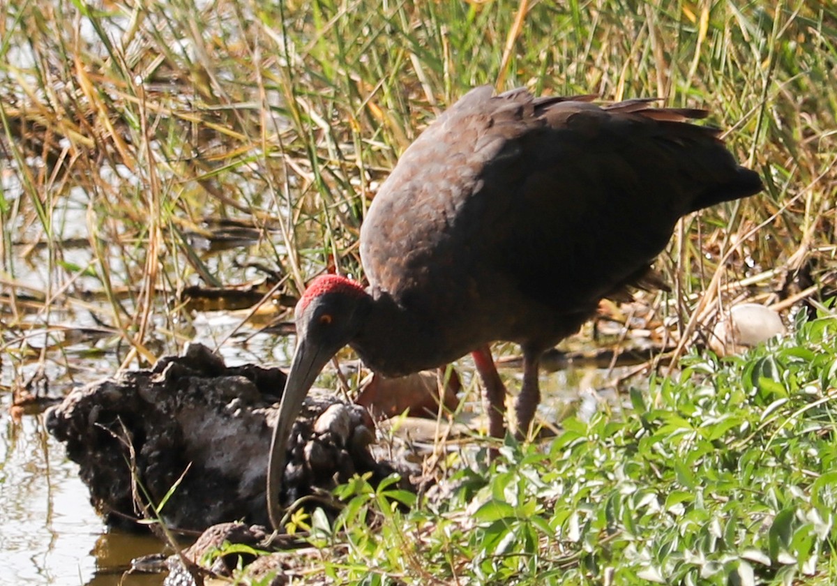 Red-naped Ibis - ML623224558