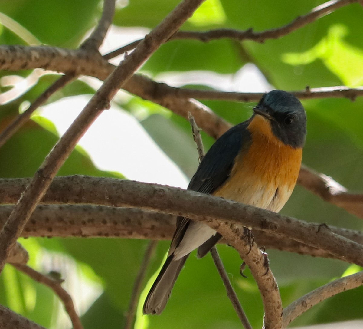 Tickell's Blue Flycatcher - ML623224570