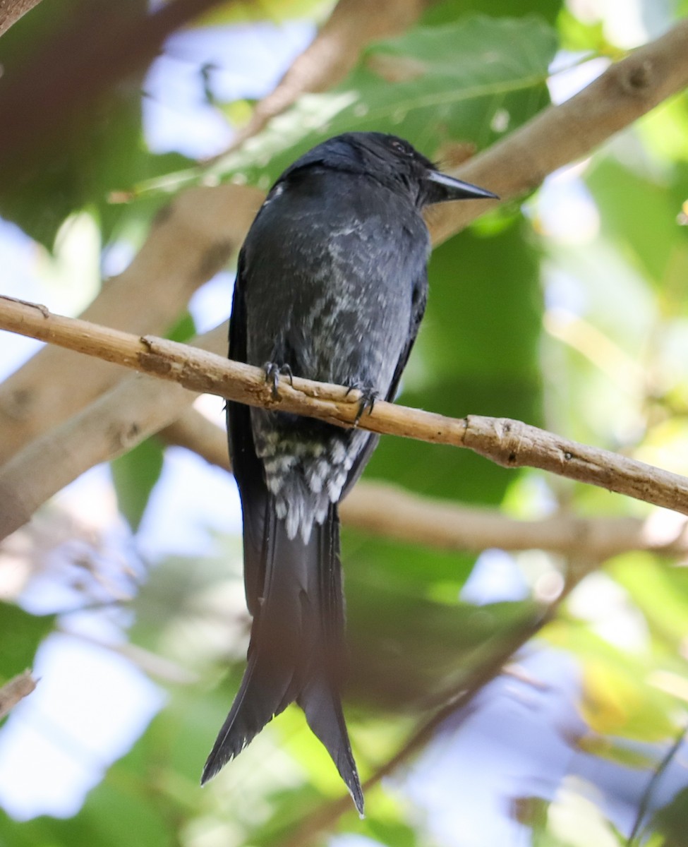 Black Drongo - ML623224612