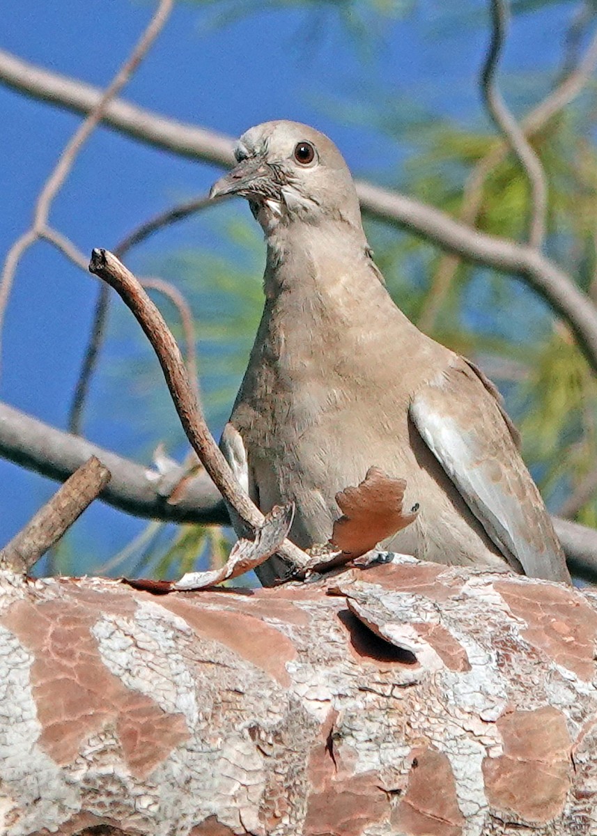 White-winged Dove - Diane Drobka