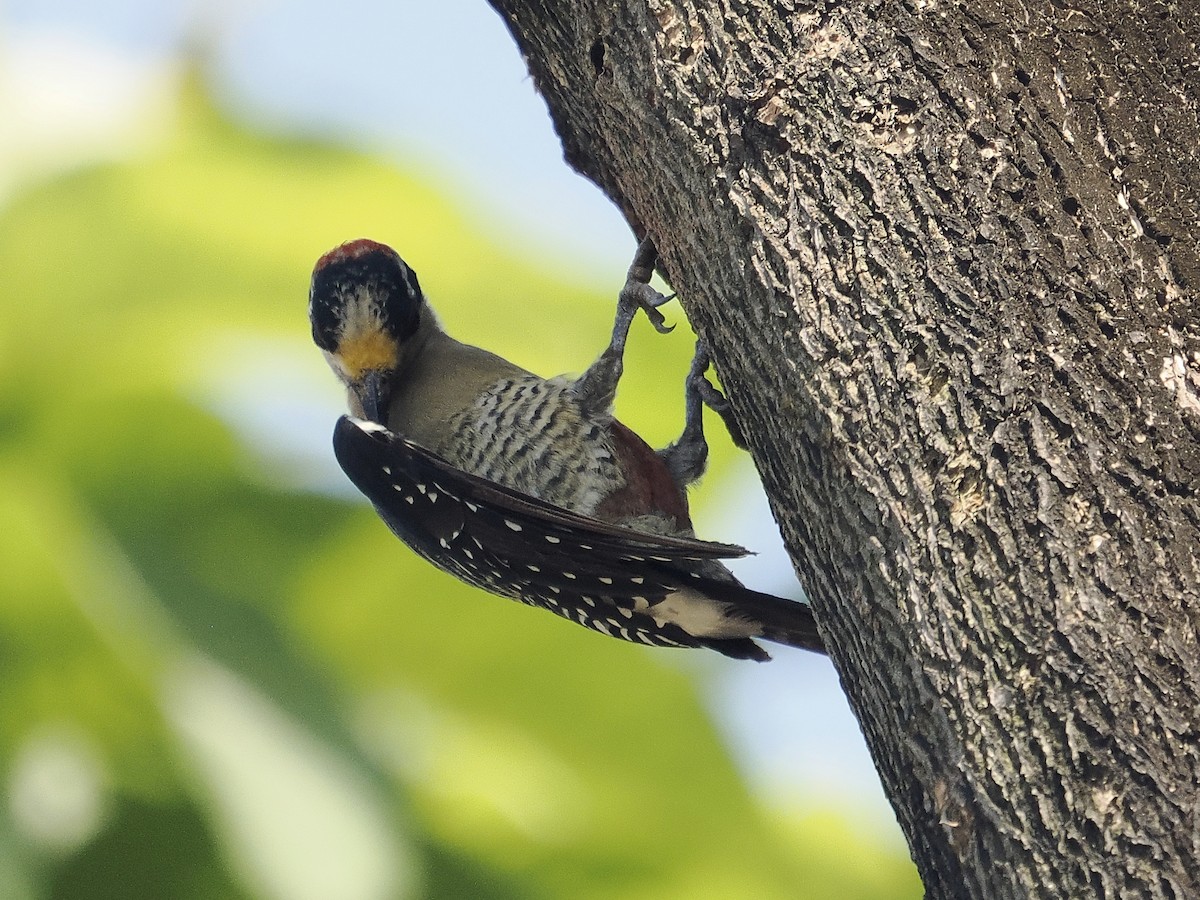 Black-cheeked Woodpecker - Edith Holden