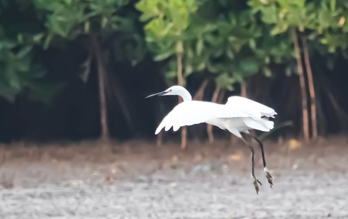 Great Egret - ML623224719