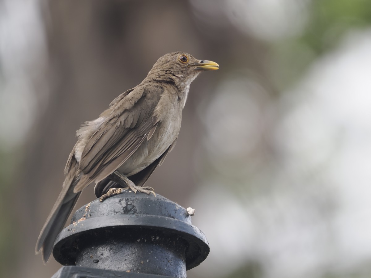 Ecuadorian Thrush - ML623224723