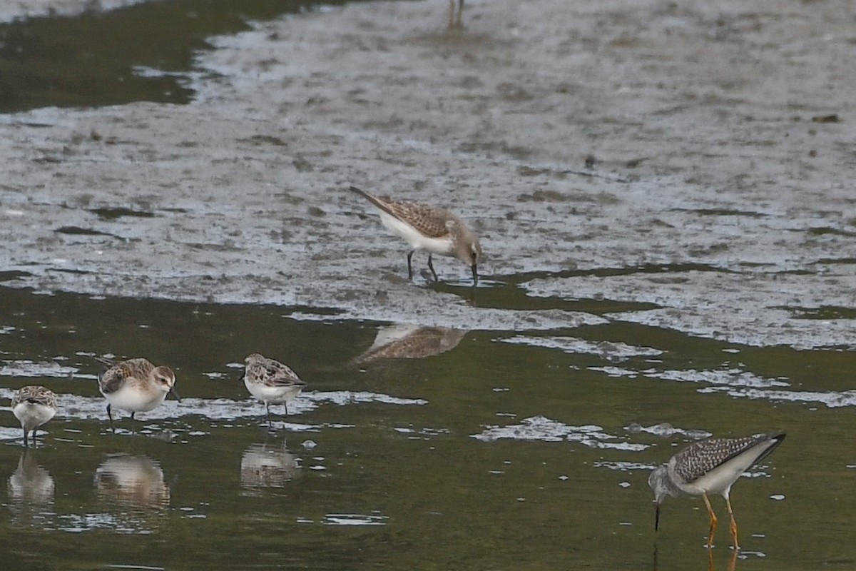 White-rumped Sandpiper - ML623224724