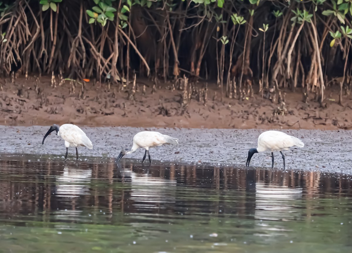 Black-headed Ibis - ML623224734