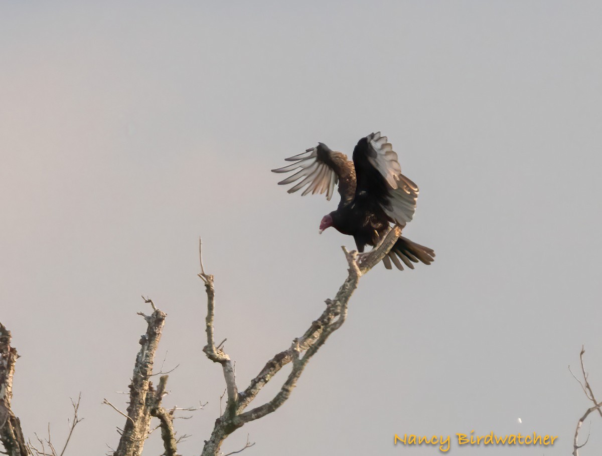 Turkey Vulture (Northern) - ML623224784