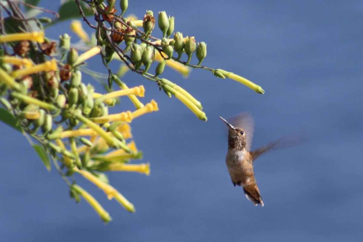 Colibrí de Allen - ML623224871