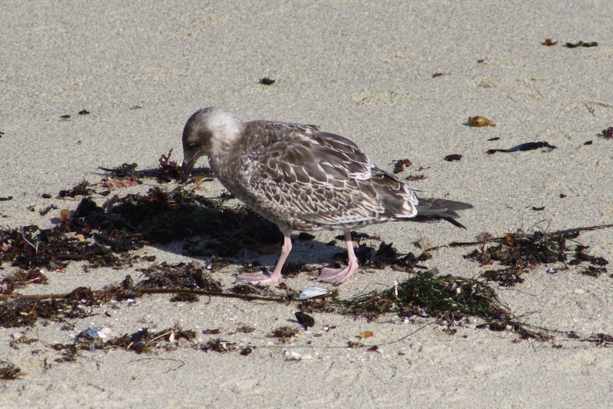 Gaviota Occidental - ML623224917