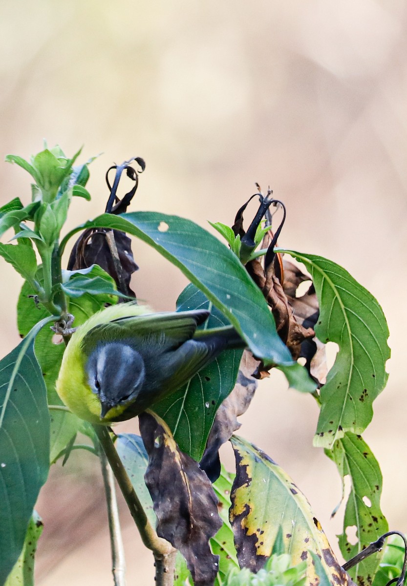 Gray-hooded Warbler - ML623224944