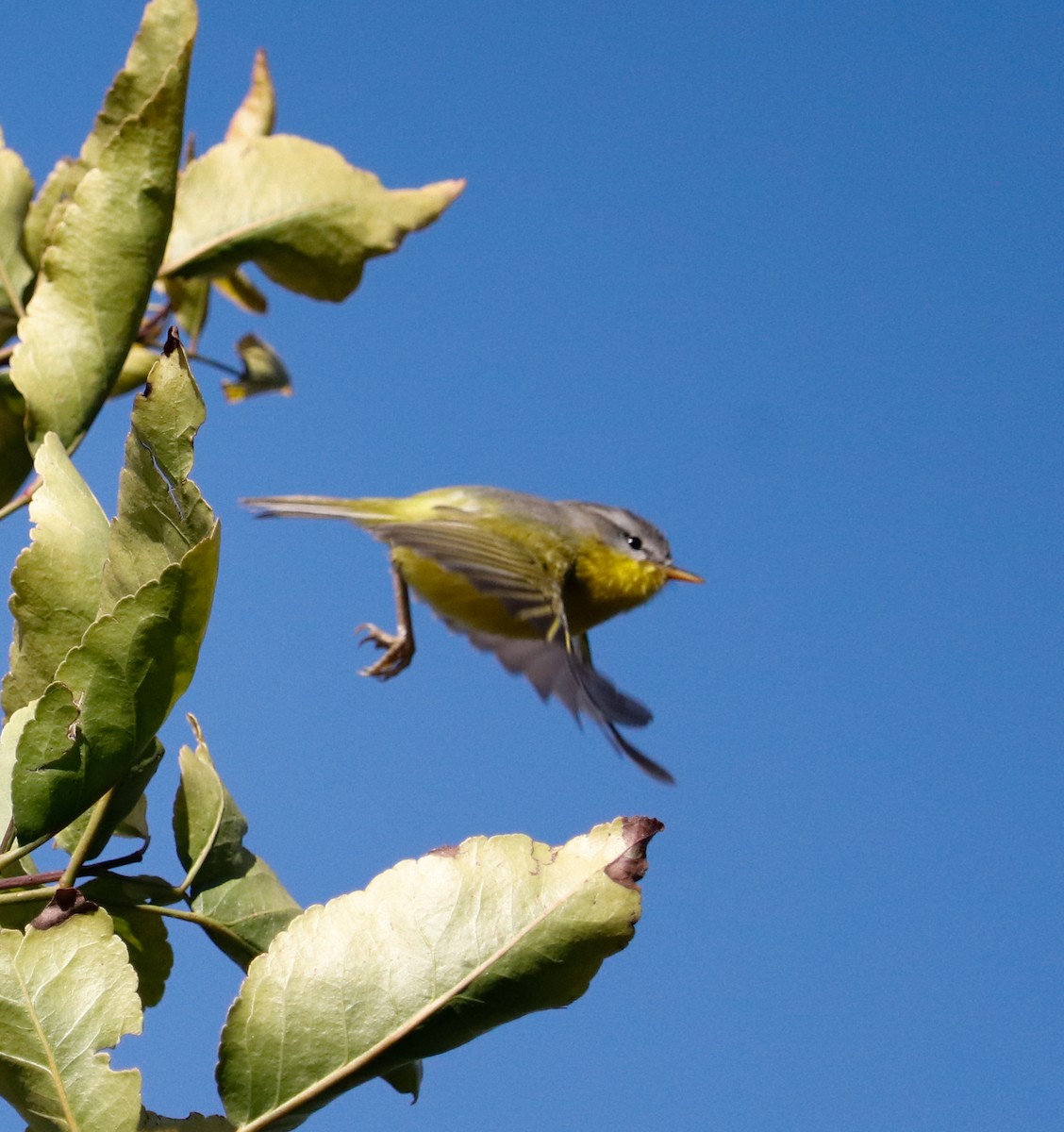 Gray-hooded Warbler - ML623224945