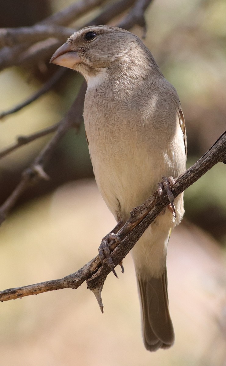 White-throated Canary - ML623224974