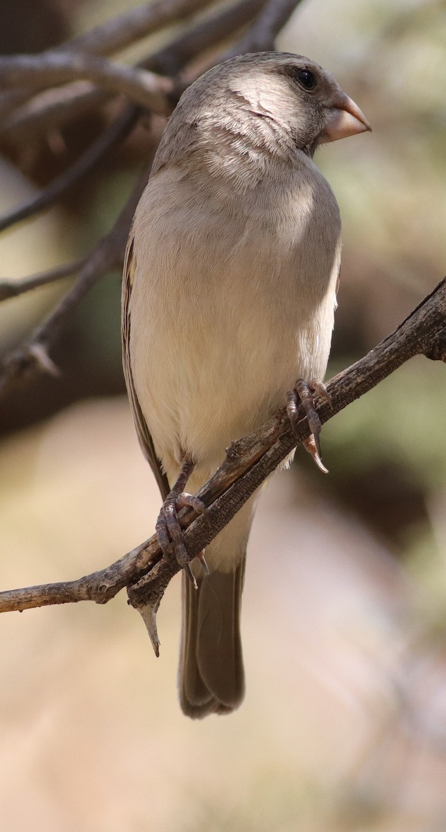 White-throated Canary - ML623224975